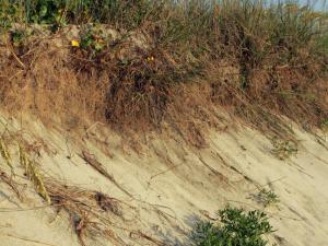 Beach erosion Beach erosion at Pea Island National Wildlife Refuge, North Carolina