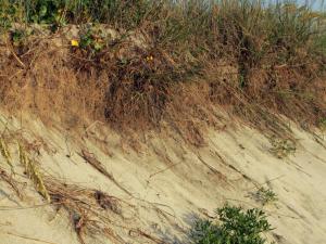 Beach erosion at Pea Island National Wildlife Refuge, North Carolina