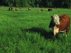 Cattle on Irrigated Pasture, FT Ranch