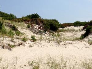 Dunes at Island Beach State Park