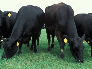 Black angus cattle in pasture