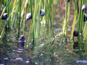 Marsh periwinkle on marsh grass, Chesapeake Bay, Maryland.