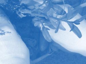 Screen capture from Coastal Blue Carbon in Practice