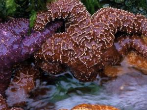 Starfish in Olympic National Park