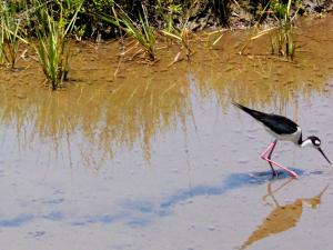A Black-Necked Stilt meanders in a shallow salt marsh at Bolsa Chica Ecological Reserve near Huntington Beach, California.