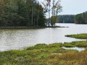 A wetland area surrounding a lake