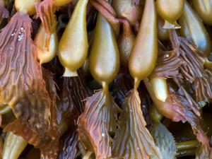 kelp