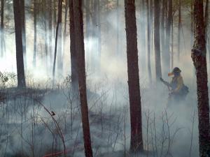 Restoring native longleaf pine ecosystems on the Francis Marion National Forest may include the use of management strategies like prescribed burning. 