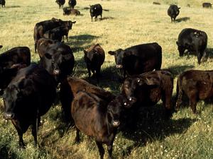 A herd of Black Angus cattle on a ranch