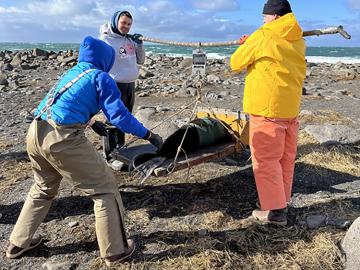 ECO and NOAA Fisheries Staff work together to weigh a tagged female northern fur seal