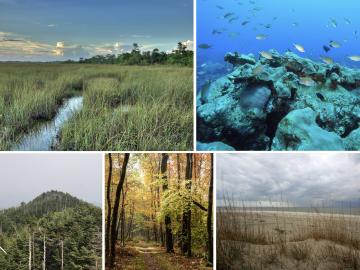Montage of ecosystems in the Southeast