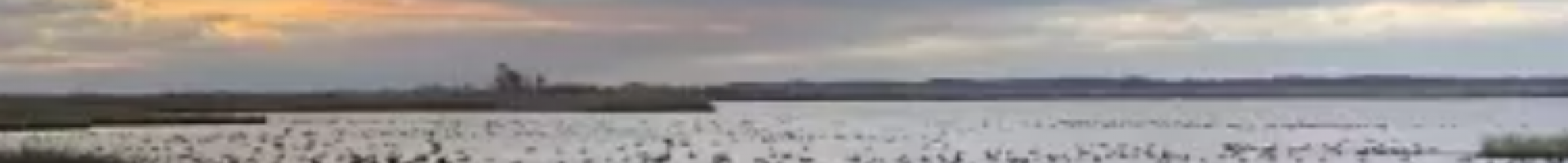 geese landing on a pond