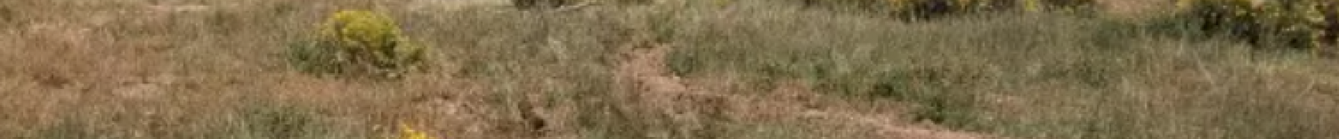 lines of dug up soil in rangelands