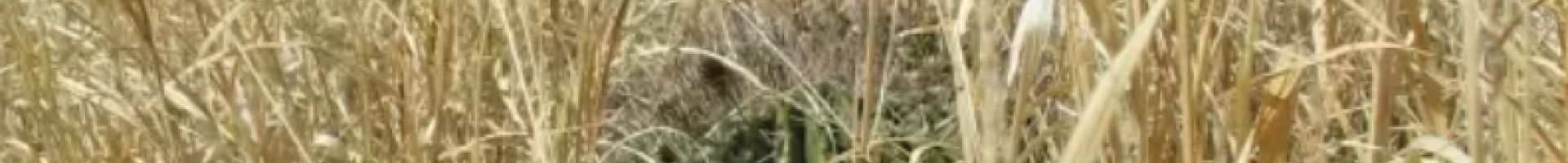 buffelgrass