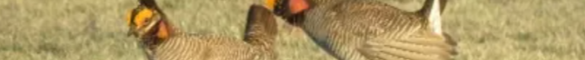 prairie chickens in field
