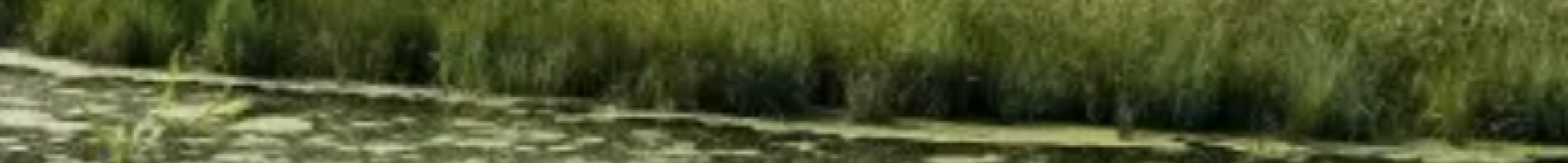 wetland waterfowl habitat