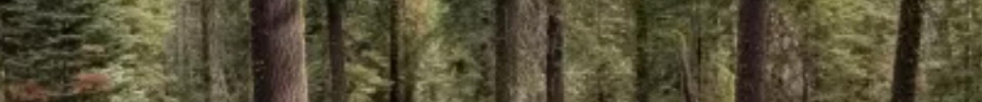 forest with some cut trees