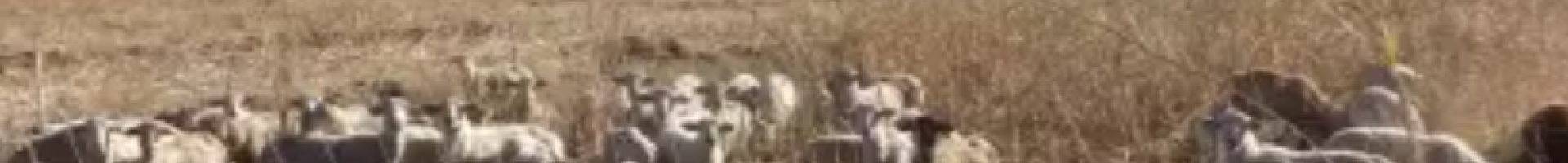 sheep grazing in a field