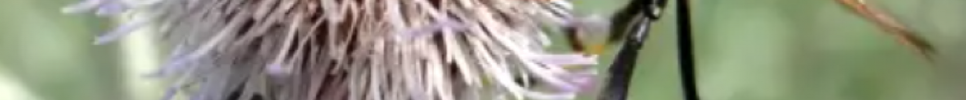 wasp on a Canada thistle