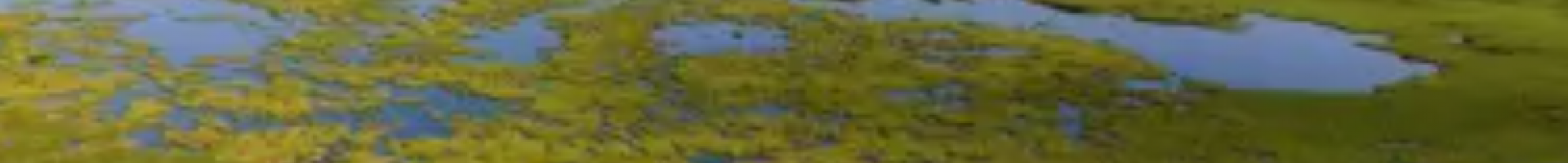 aerial image of a marsh