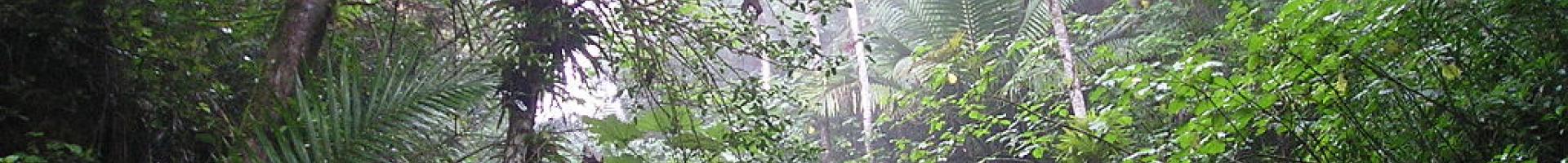 Rain_Forest_of_El_Yunque-Puerto_Rico