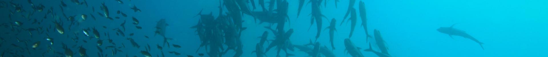 school of fish