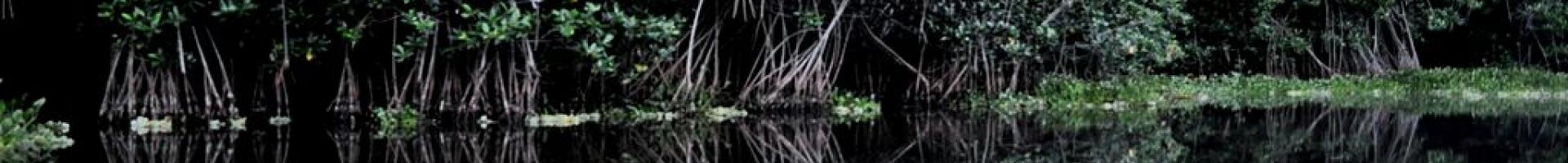 mangroves