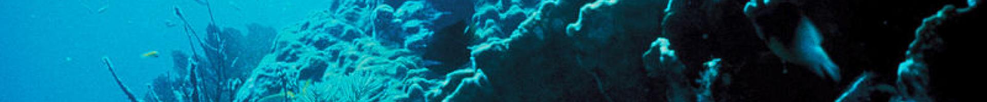 coral reef