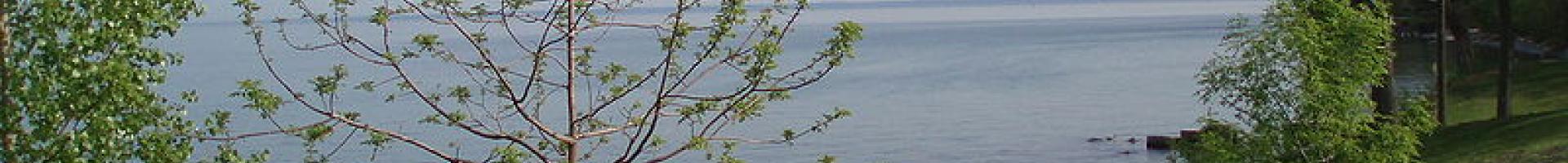 lakeshore with trees