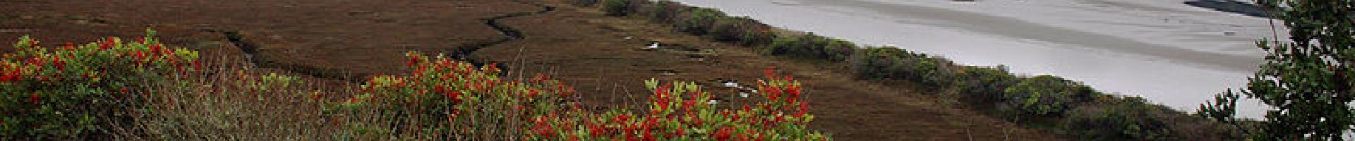 wetland with bushes
