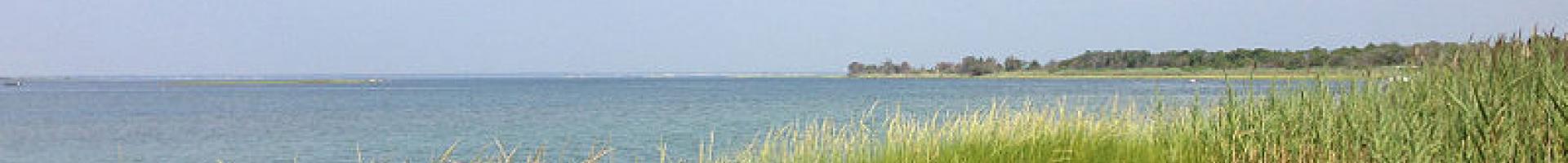 seashore with beach grass