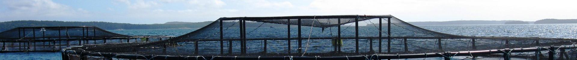 Coastal net pens off the coast of Maine.