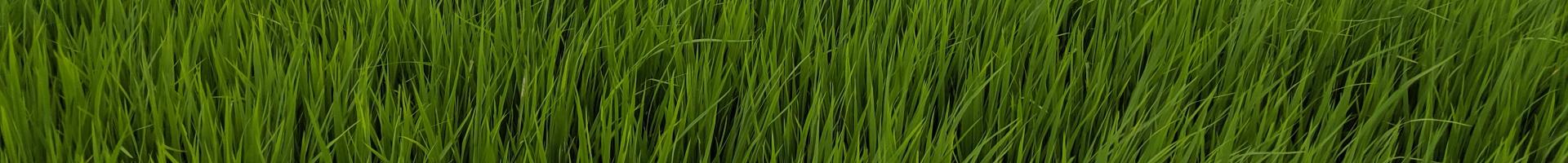 field of rice crops