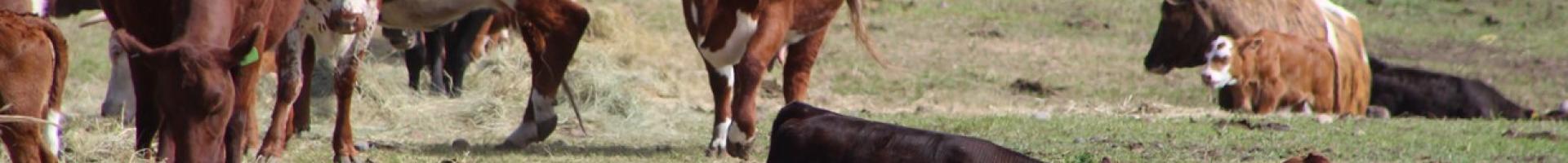 brown cows in a field