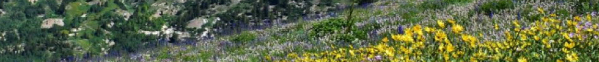 field with flowers surrounded by mountains