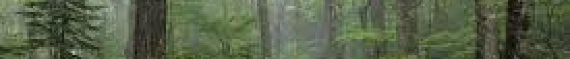 misty forest