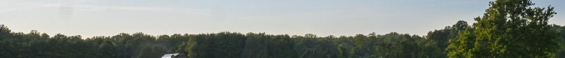 Field of trees