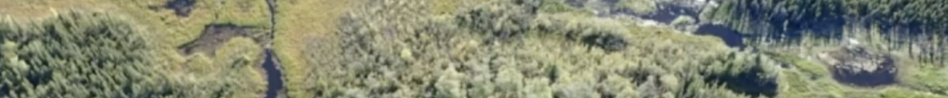 aerial image of forest