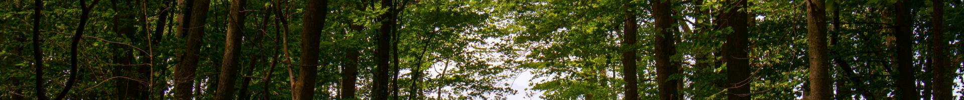 pathway through forest to lake erie