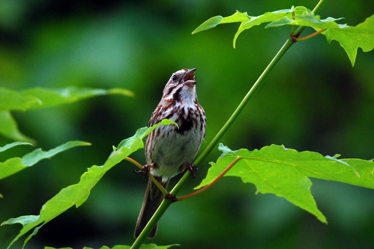 Song Sparrow Calls from Tree Perch