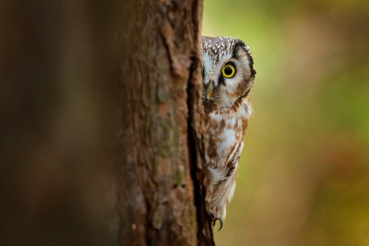 Boreal owl, Aegolius funereus, sitting on an old tree trunk with clear green forest in the background.