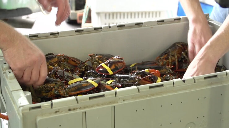 Sorting a lobster catch in Maine