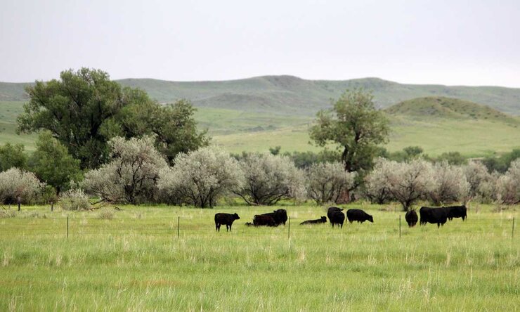 Russian Olive trees growing on ranchland with cows grazing in the foreground