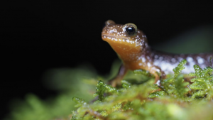 Salamander