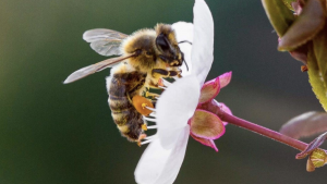 bee on a flower