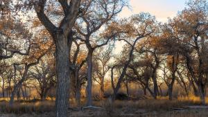 Trees in fall in the Rio Grande "Bosque" adjacent to Valle de Oro National Wildlife Refuge in New Mexico.
