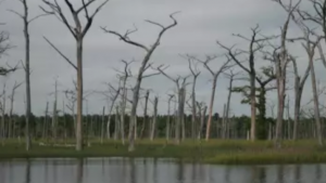 dead trees in water