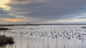 geese landing on a pond