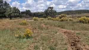 lines of dug up soil in rangelands