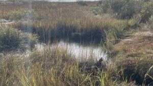 salt marsh
